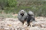 SPITZ ALLEMAND 024